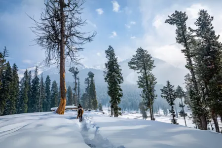 Kashmir Bliss