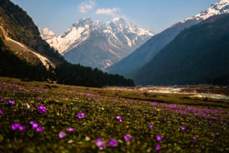 Yumthang Valley 2